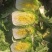 黄心大白菜