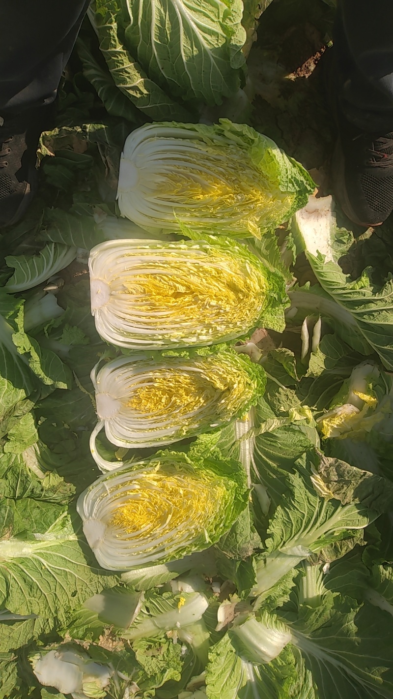 黄心大白菜