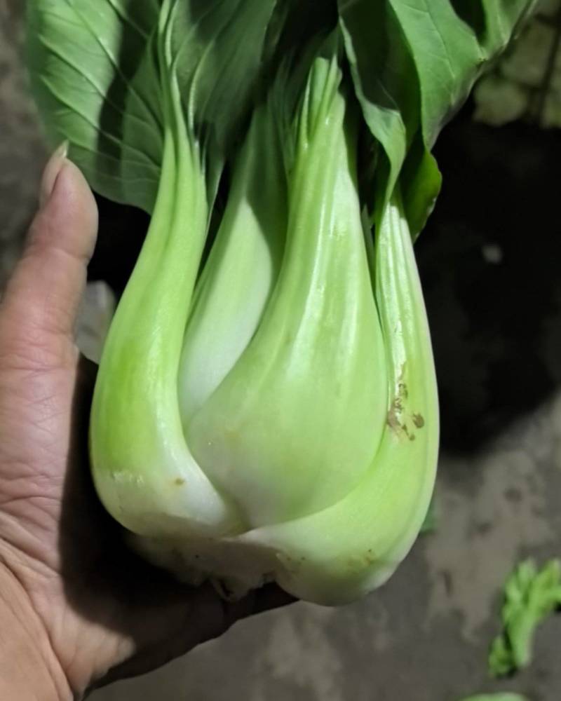 大棵上海青。