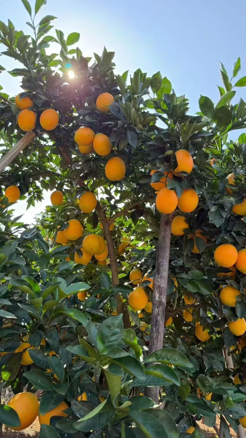 赣南脐橙