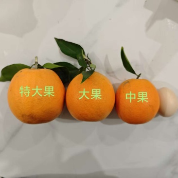 重庆璧山登云平阳光脐橙