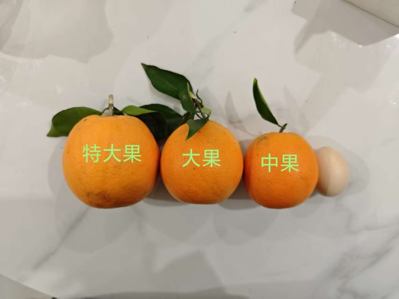 重庆璧山登云平阳光脐橙