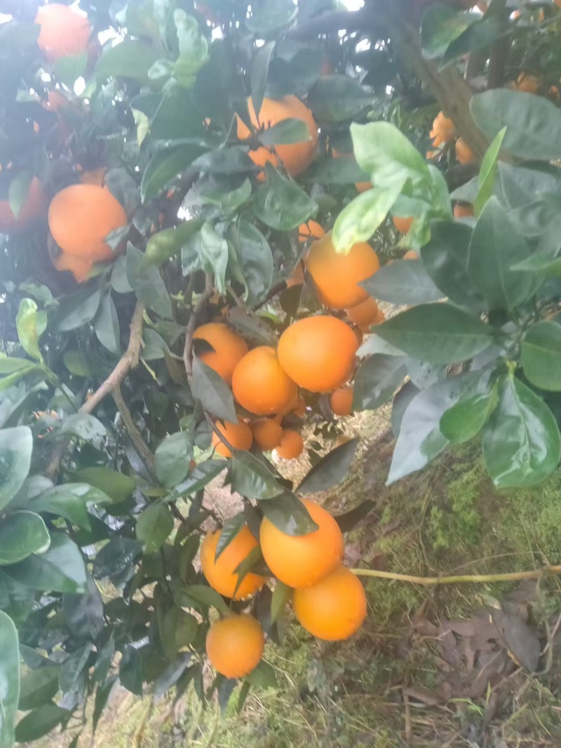 重庆璧山登云平阳光脐橙
