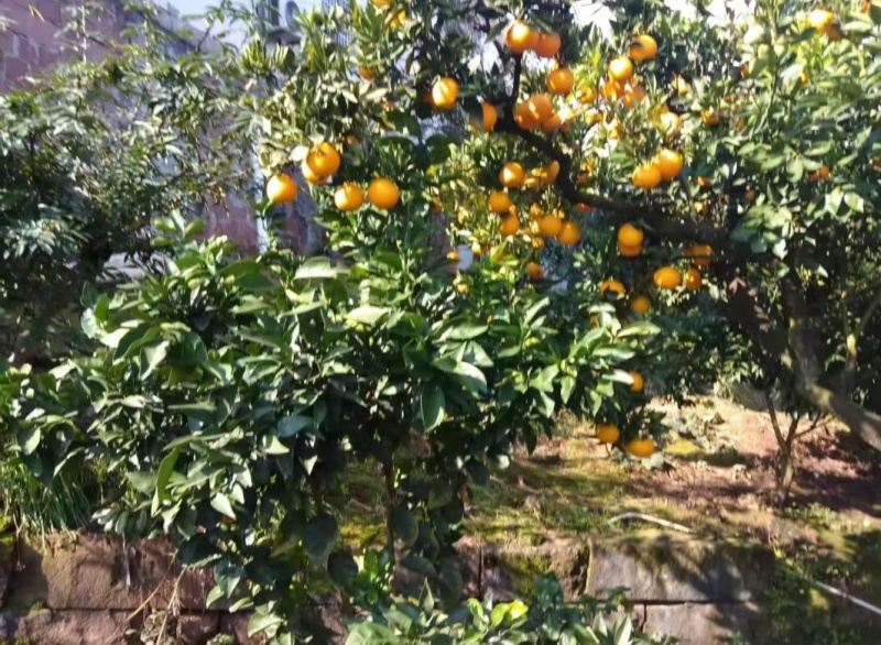 重庆璧山登云平阳光脐橙