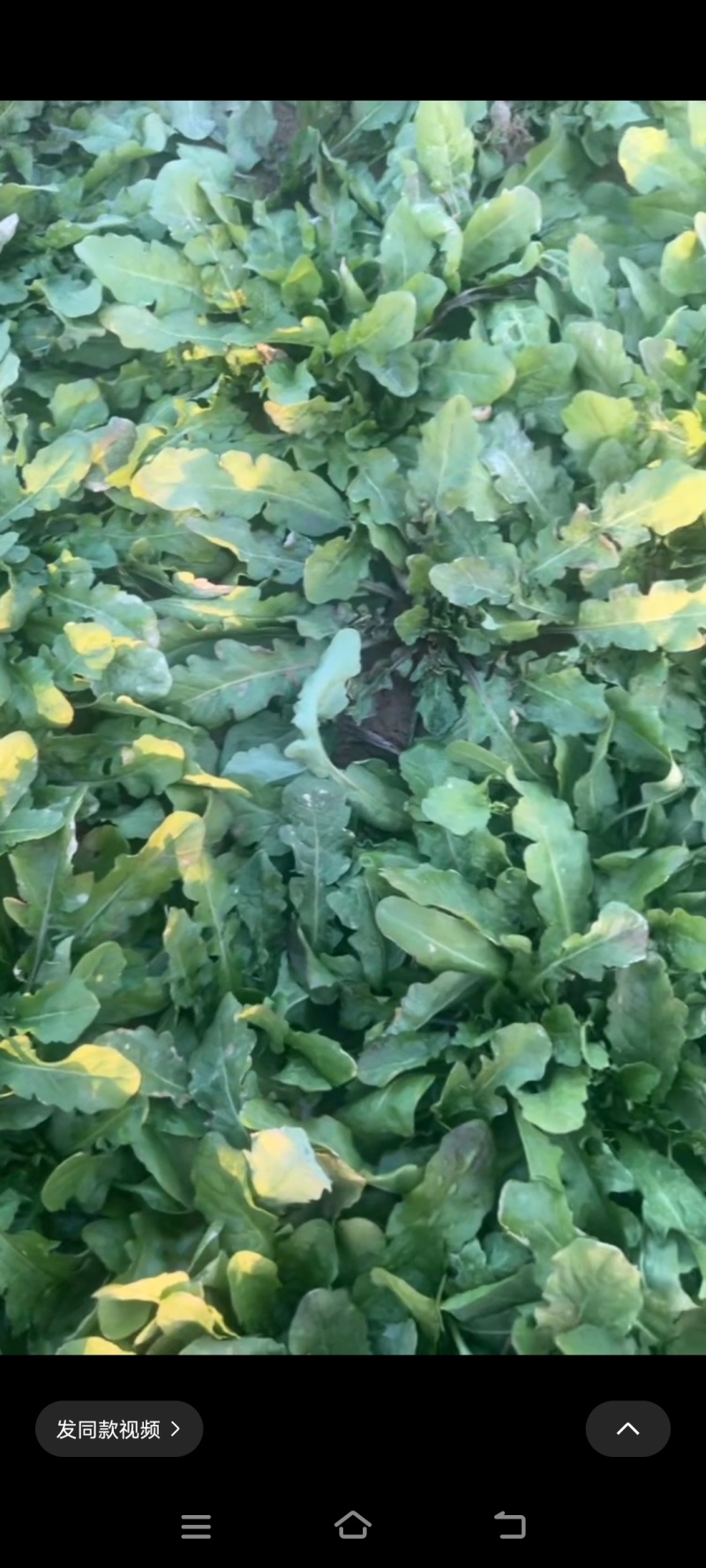 露天的荠荠菜