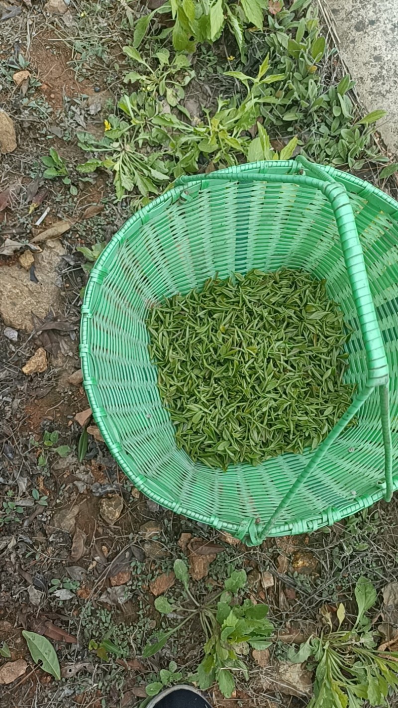 手工炒制，芽头均匀。