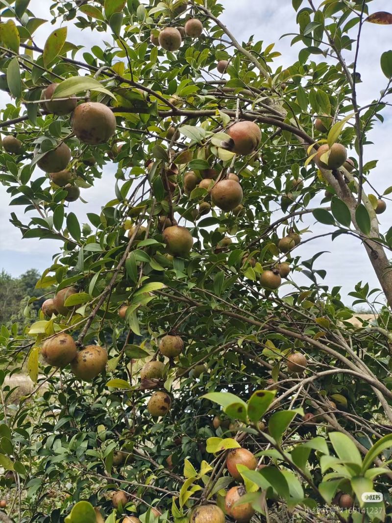 广西茶籽油。自己家种的