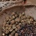 广西茶籽油。自己家种的