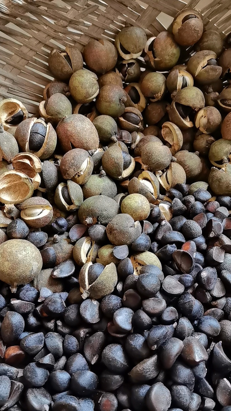 广西茶籽油。自己家种的
