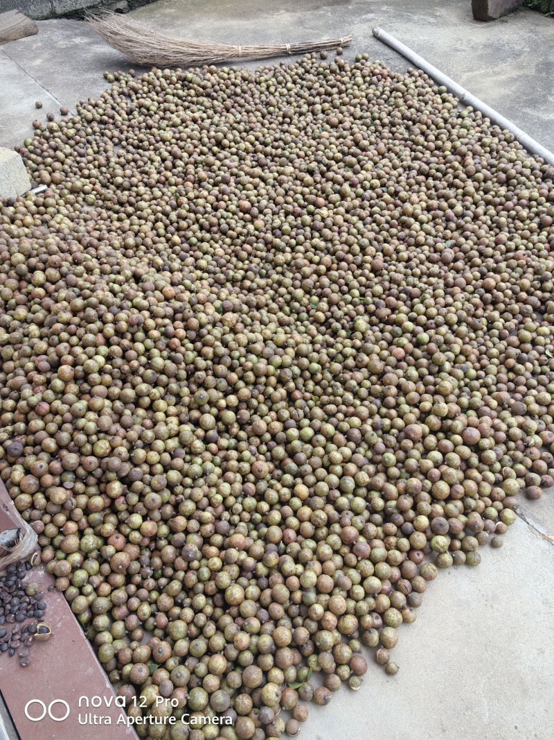 广西茶籽油。自己家种的