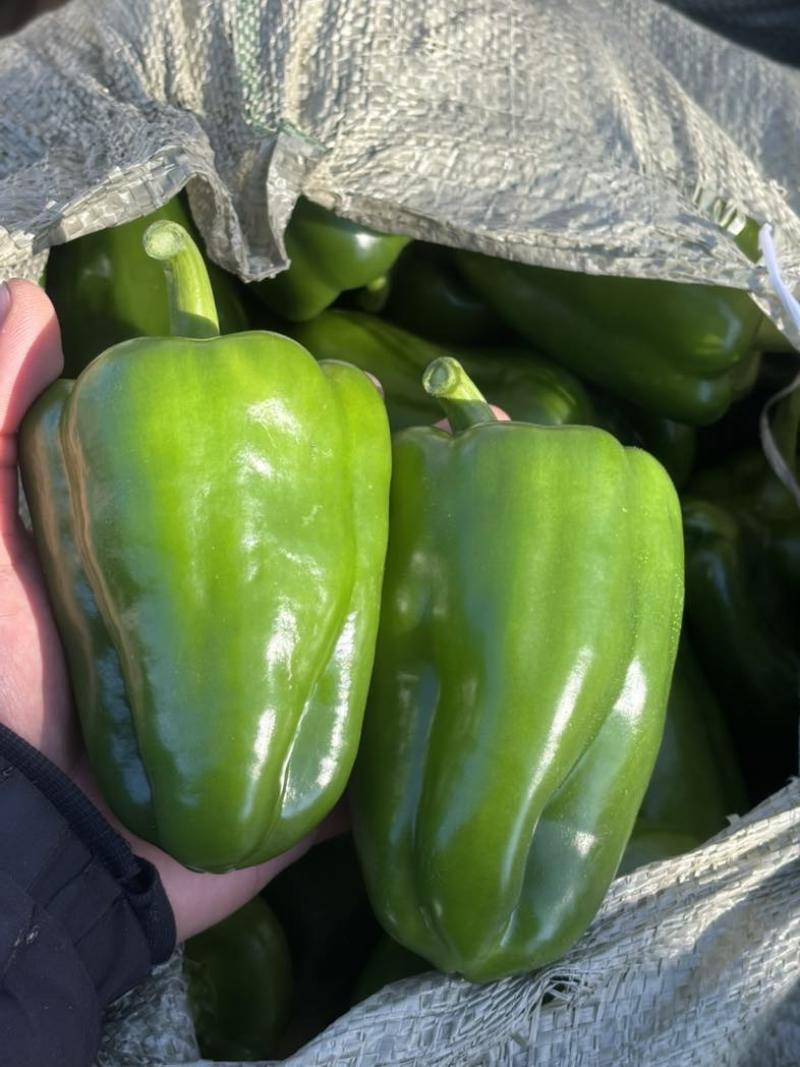 商河万亩产区，精品太空椒，圆椒，青椒，菜椒