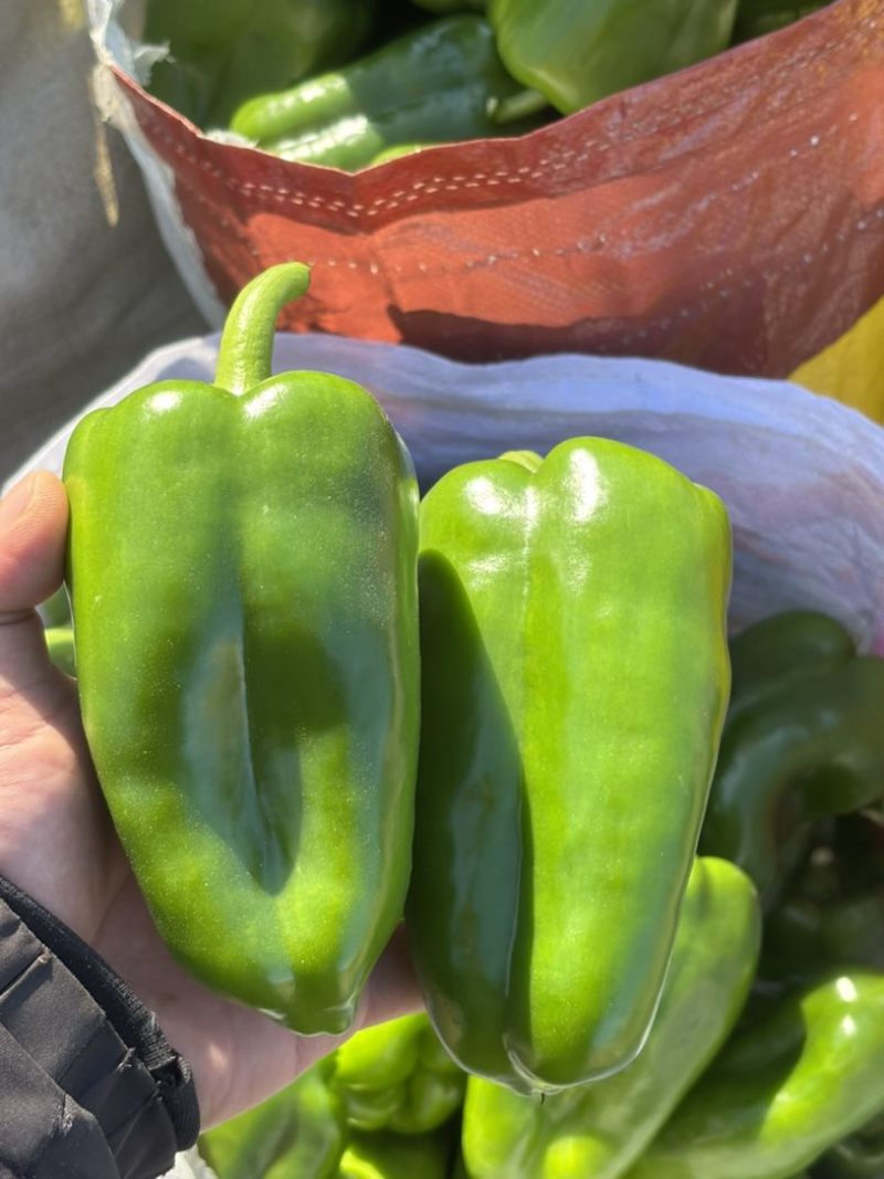 商河万亩产区，精品太空椒，圆椒，青椒，菜椒