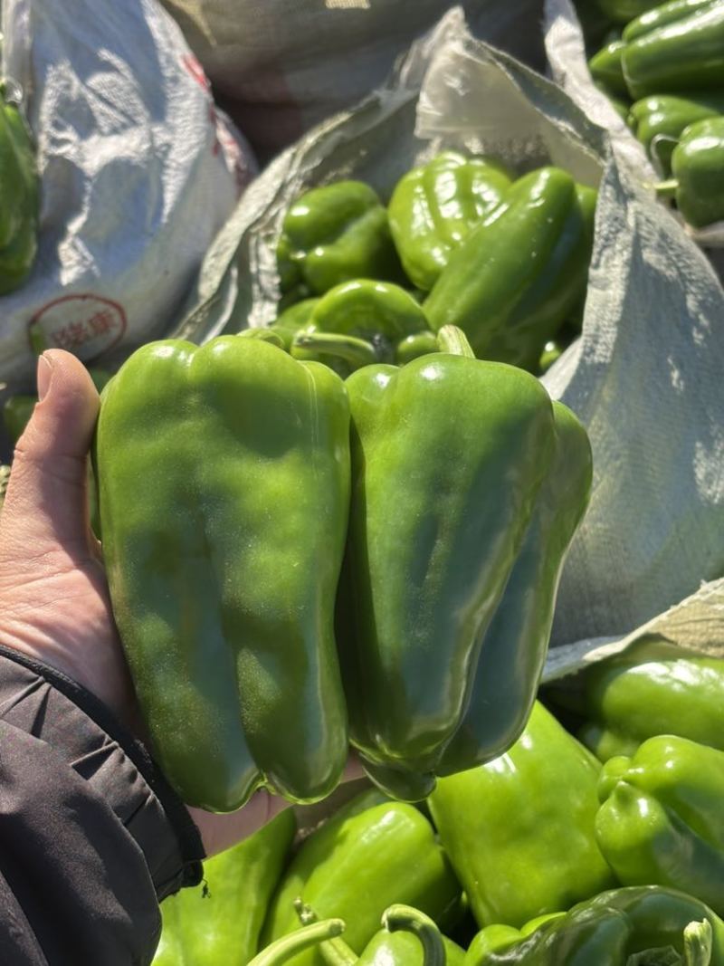 商河万亩产区，精品太空椒，圆椒，青椒，菜椒