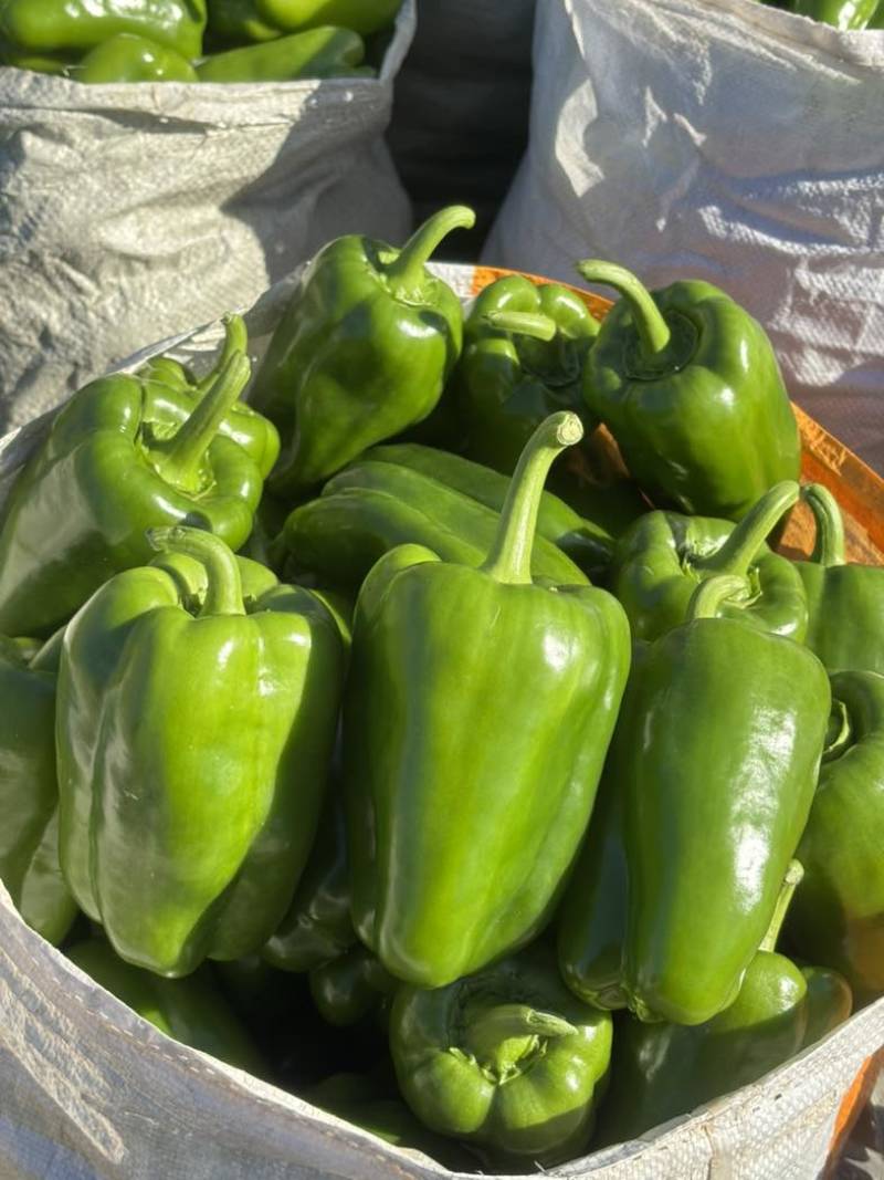 商河万亩产区，精品太空椒，圆椒，青椒，菜椒