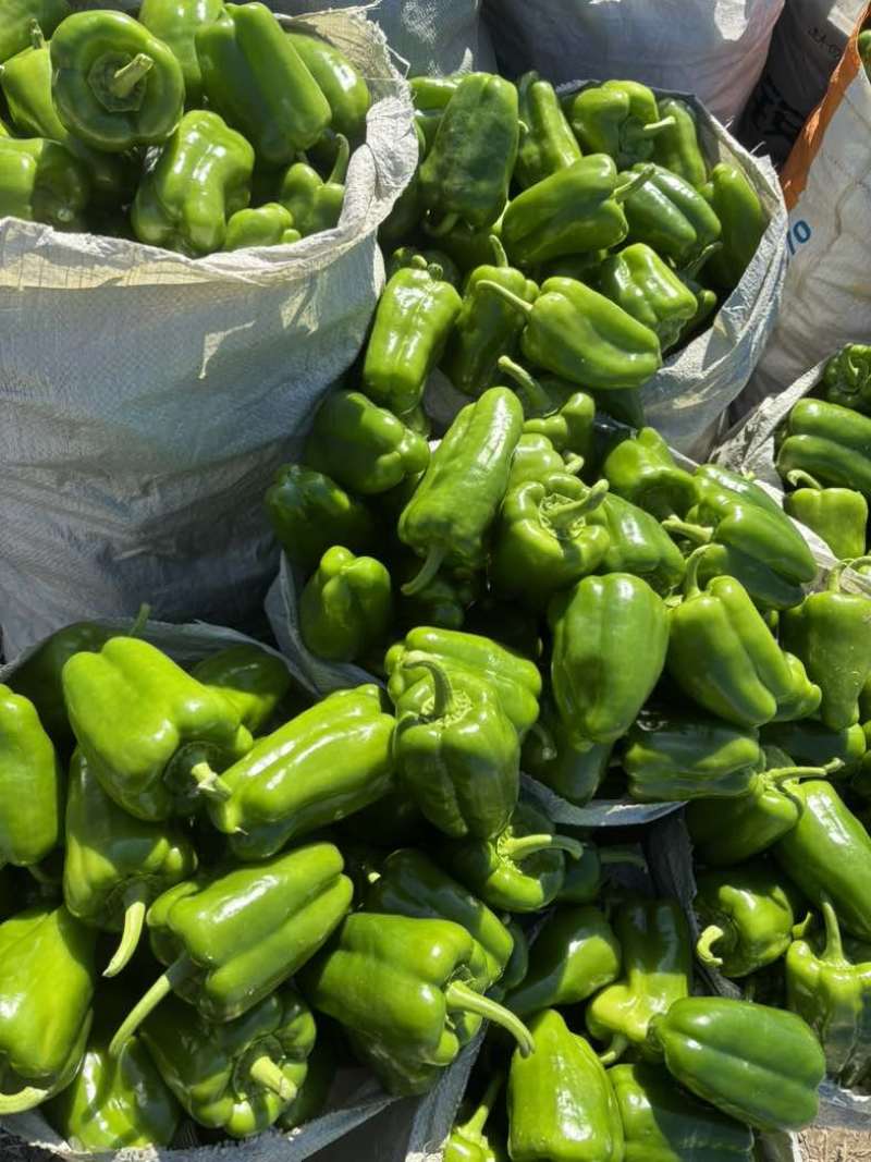 商河万亩产区，精品太空椒，圆椒，青椒，菜椒
