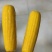 鲜食玉米