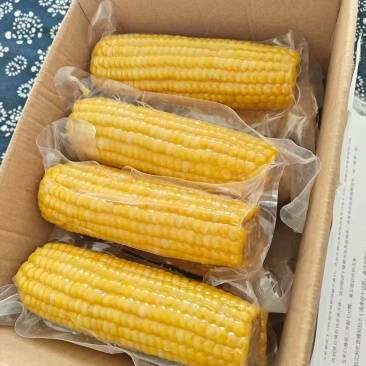 鲜食玉米
