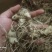 秦岭新鲜野生白芨，支持一件代发