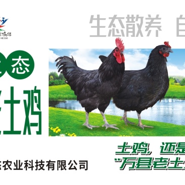 万县老土鸡，万县老土鸡蛋