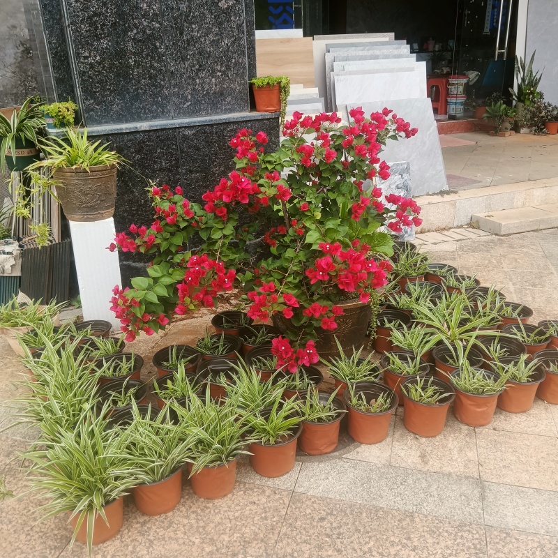 纯正品种，是家居，办公室，店铺，各个场所净化空气去甲醛保健康
