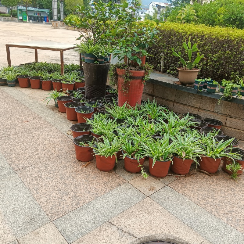 纯正品种，是家居，办公室，店铺，各个场所净化空气去甲醛保健康