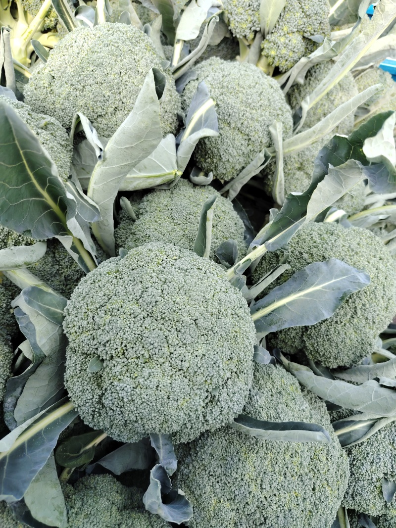 精品西兰花，食堂，电商，二级货大量供应，欢迎来撩