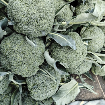 精品西兰花，食堂，电商，二级货大量供应，欢迎来撩