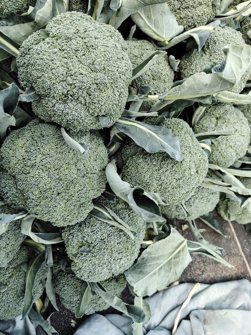 精品西兰花，食堂，电商，二级货大量供应，欢迎来撩
