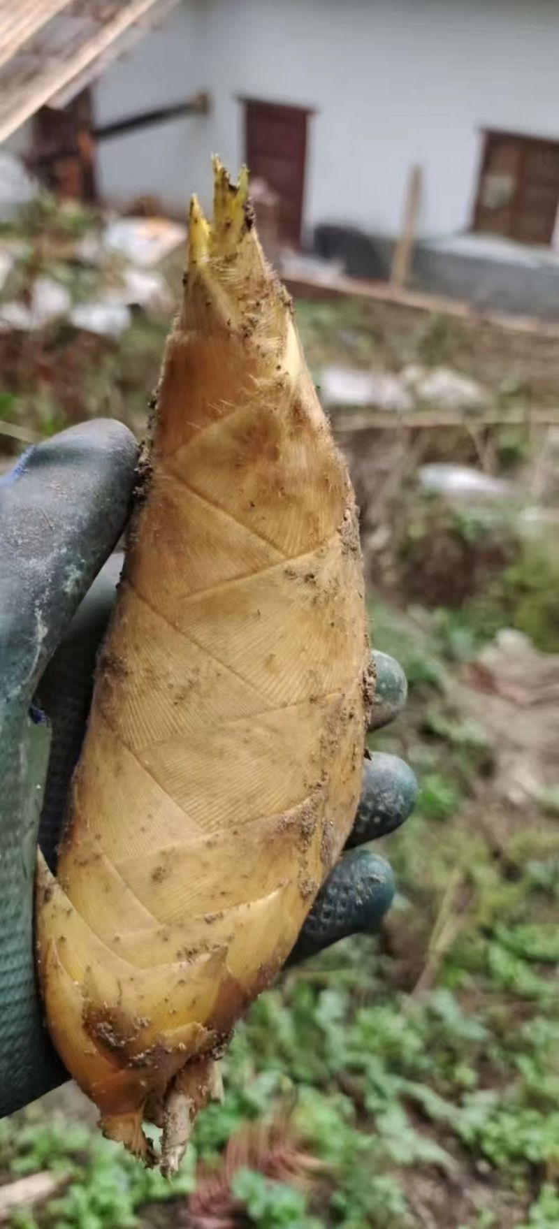黄泥冬笋