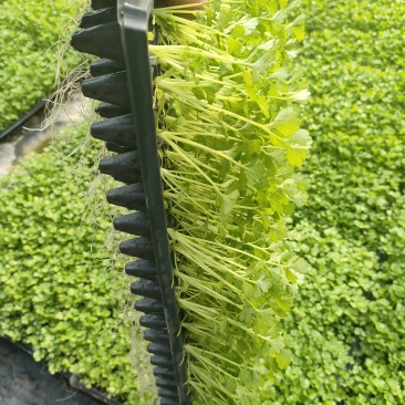 优质芹菜苗穴盘地拔15公分左右，