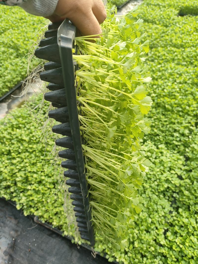 优质芹菜苗穴盘地拔15公分左右，