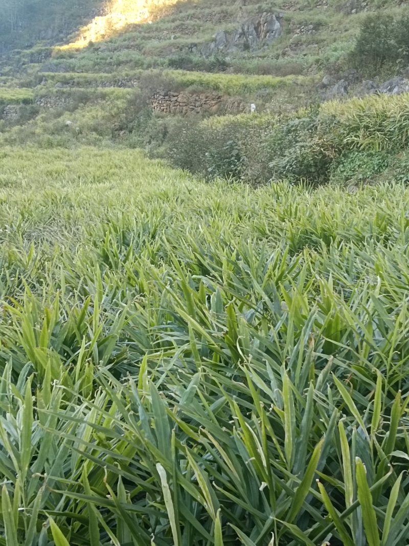 云南生姜