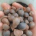野生油茶籽