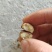 野生油茶籽