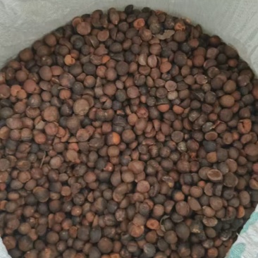 野生油茶籽