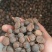 野生油茶籽