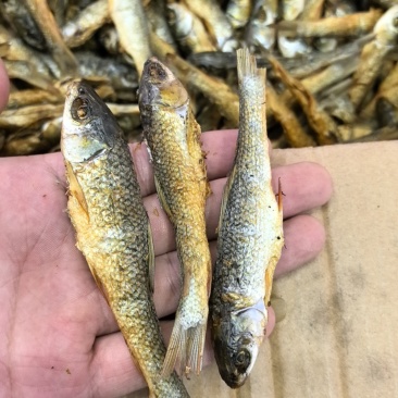 湖南特产东江鱼