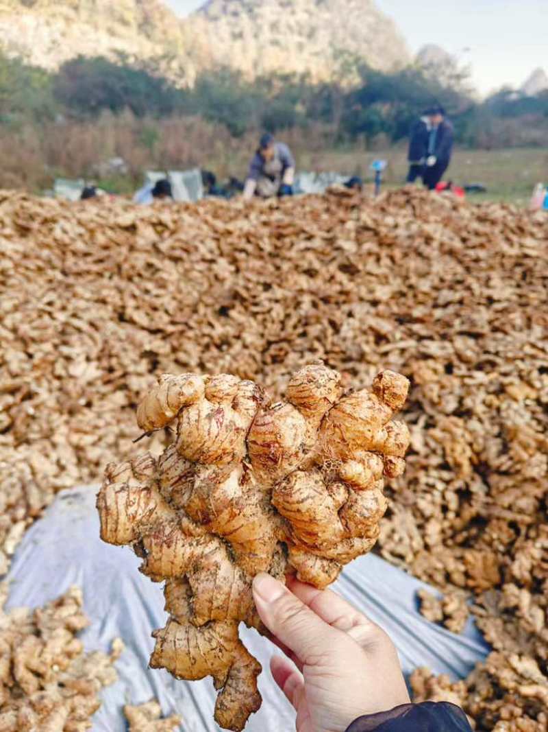 老姜头姜母
