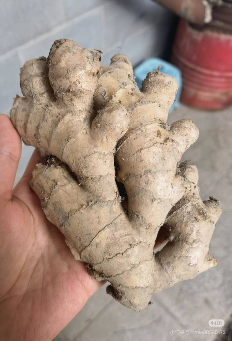 老姜头姜母