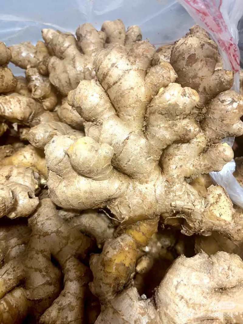 老姜头姜母