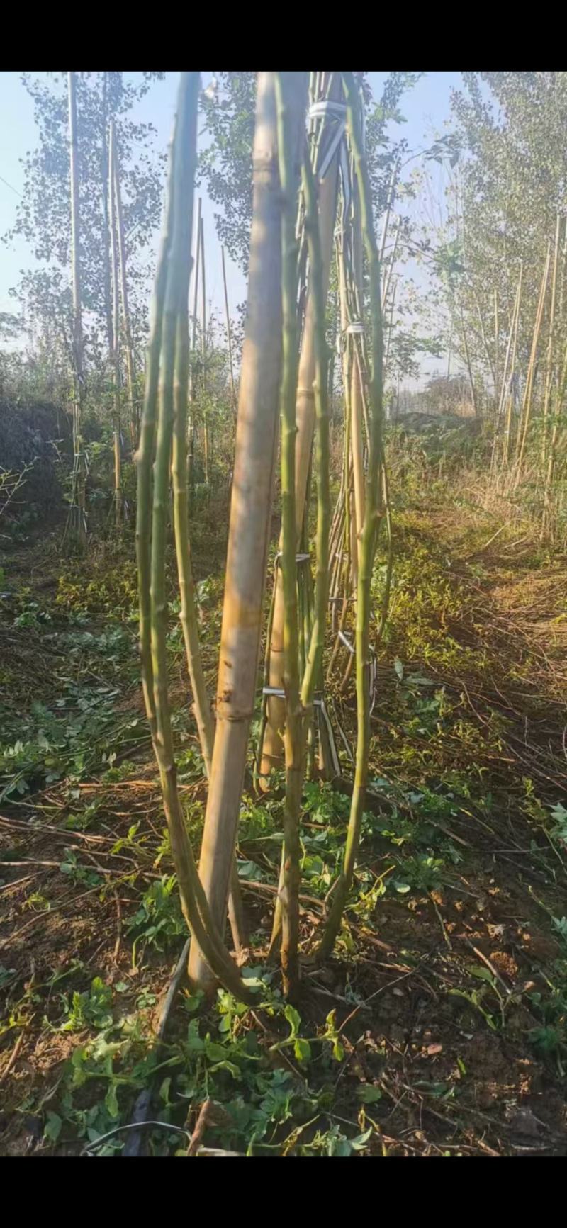 蔷薇老桩