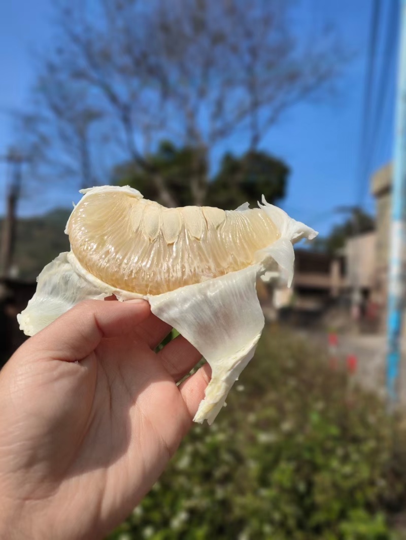 梅州沙田柚