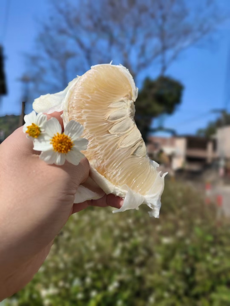 梅州沙田柚