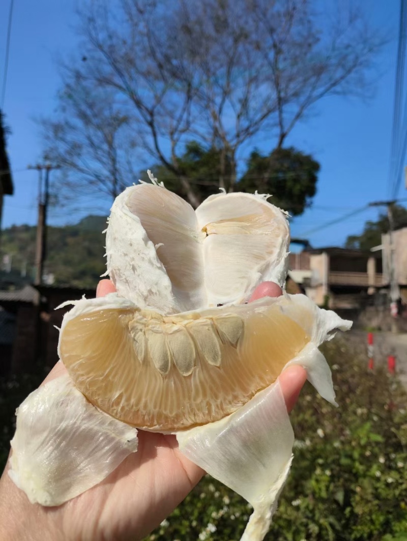 梅州沙田柚