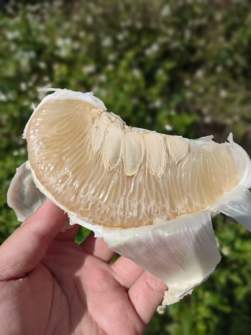 梅州沙田柚