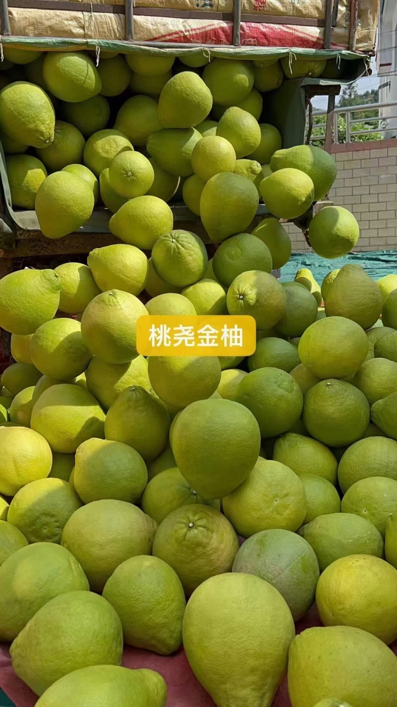 梅州沙田柚