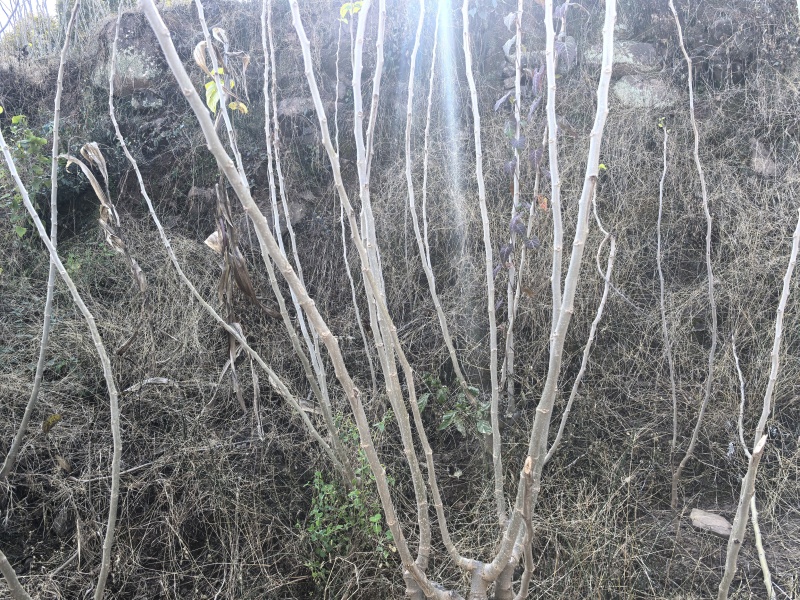 桑枝