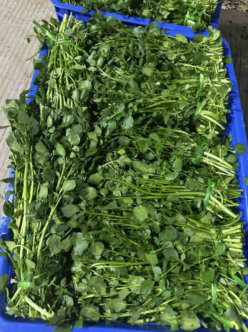 水种西洋菜