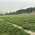水种西洋菜