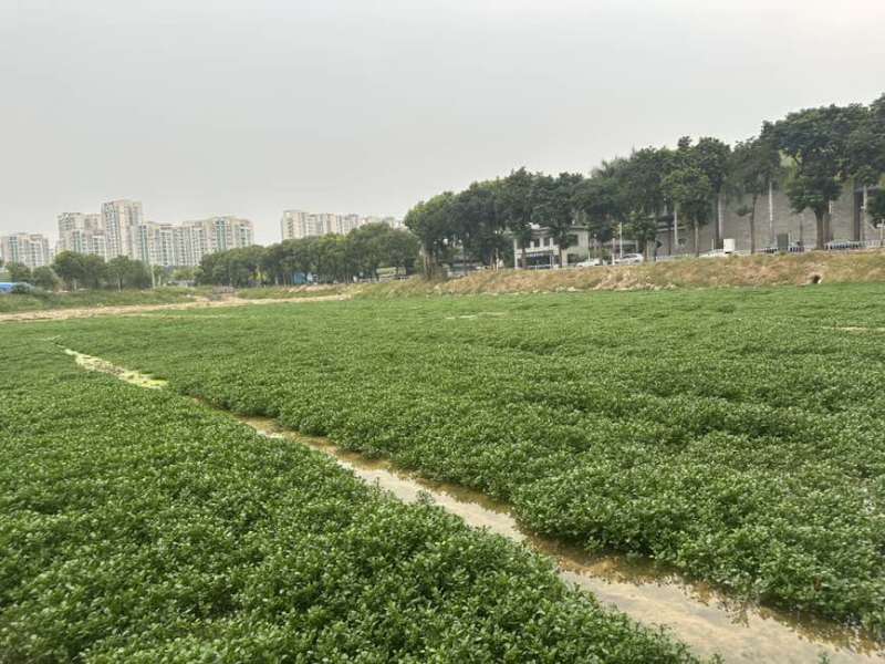 水种西洋菜